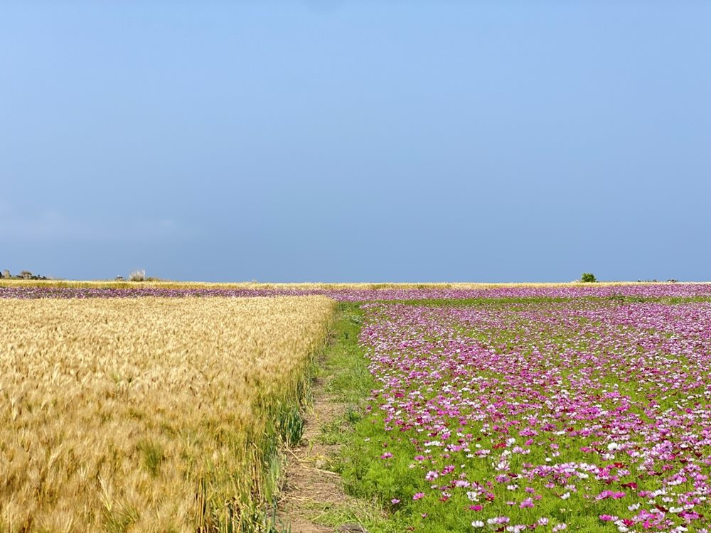 황금보리